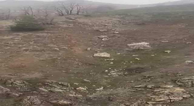 Elazığda kurt sürüsü görüntülendi