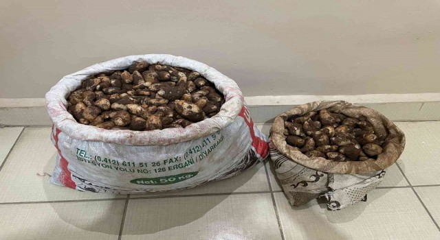 Elazığda salep soğanı toplayan 4 kişiye 436 bin lira para cezası