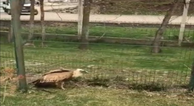 Elazığda yaralı akbaba tedavi altına alındı