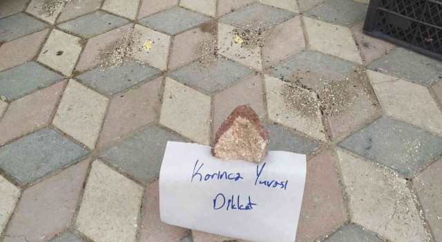 Elazığda yürekleri ısıtan görüntü: Karıncalar ezilmesin diye kaldırıma not bıraktı