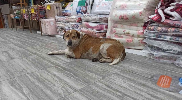 Eli sopalı şahıs sokakta yatan köpeğe saldırdı; o anlar kameraya yansıdı