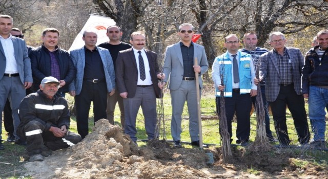 Emette Küreci cinsi elma fidanları toprakla buluştu