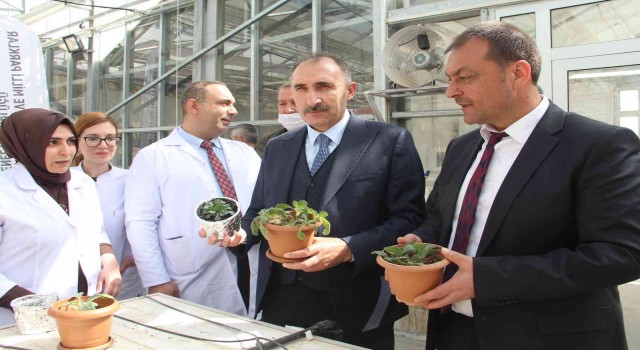 Endemik bitkiler laboratuvar ortamında çoğaltılıp doğaya kazandırıldı