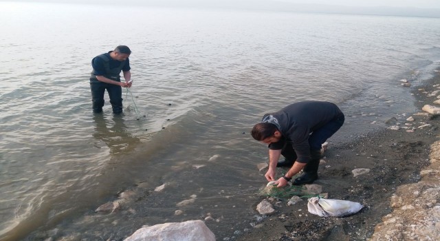 Erçek Gölündeki inci kefali balıkları da korunuyor