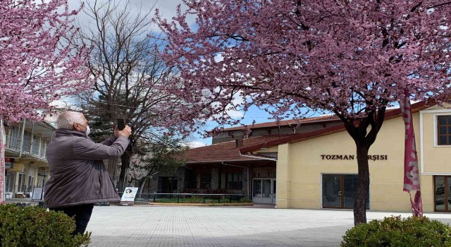 Erik ağaçlarının pembe çiçekleri Eskişehiri süsledi