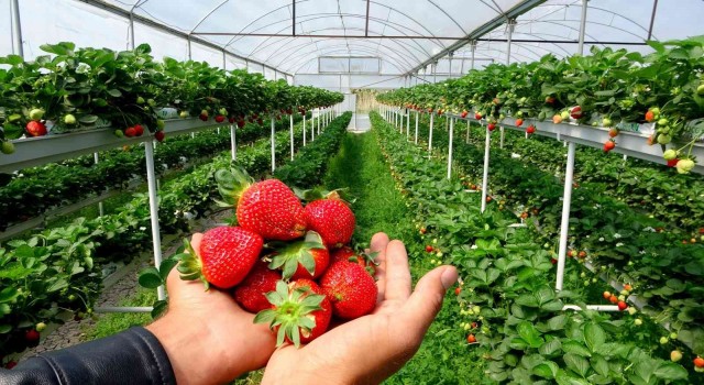 Osmaniye'de yetişen Erkenci çileğin kilosu 20 liraya düştü