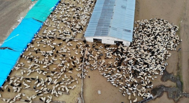 Erzincanda 1 yılda 114 çiftçi devlet desteğiyle sürü sahibi oldu