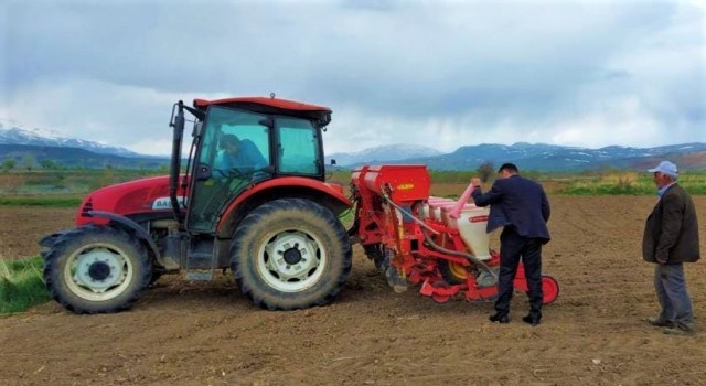 Erzincanda ayçiçeği tohumları toprakla buluştu