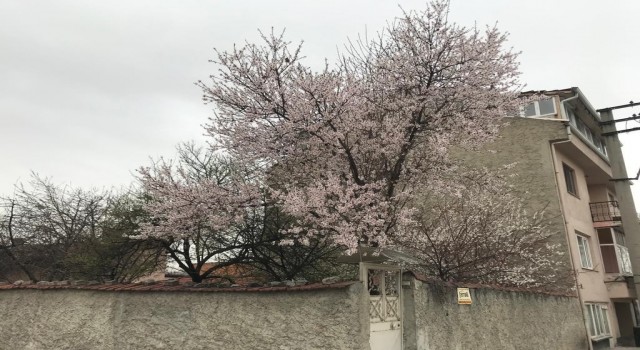 Eskişehirde seyrine doyumsuz çiçek manzaraları