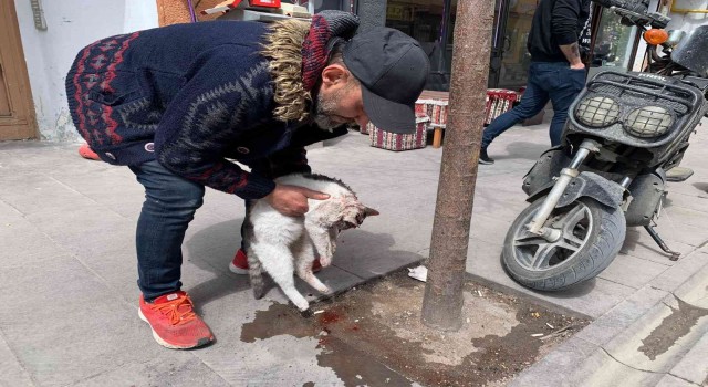 Eskişehirde taksinin çarptığı kedi can verdi
