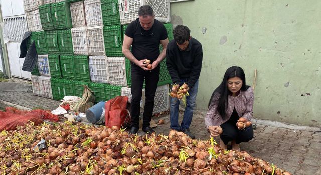 Filizlenmiş soğan, patatesler, çöpe atılmayıp, toprakla buluşturulacak