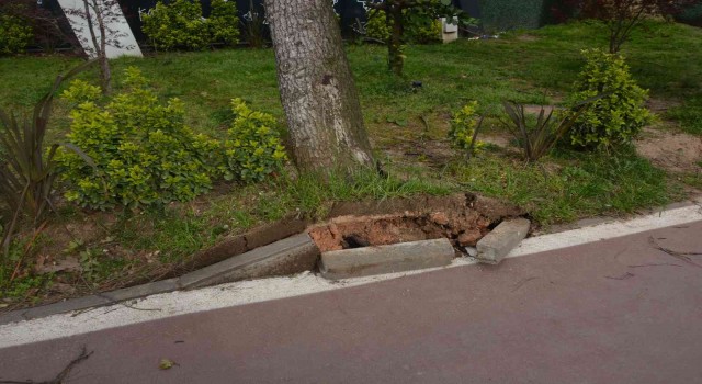 Fırtına ağaçları kökünden söktü
