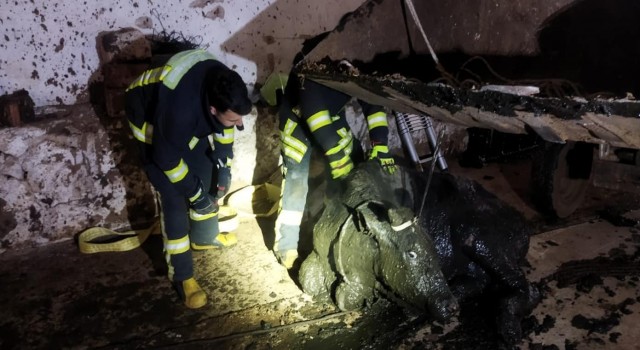 Foseptik çukuruna düşen büyükbaş hayvanı itfaiye kurtardı