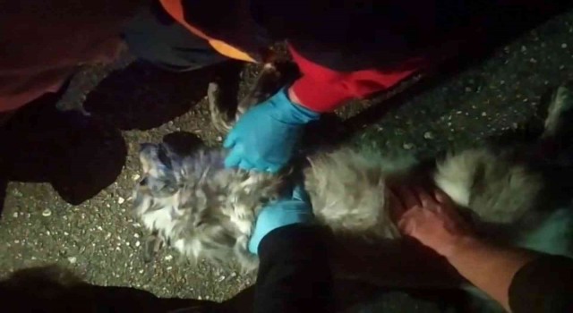 Galericiler Sitesinde çıkan yangından kurtarılan köpeğe dakikalarca kalp masajı yaptılar