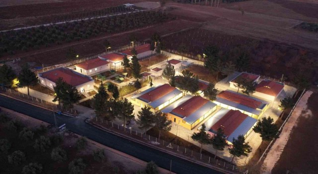 Gaziantepte 4 ayda 150 sokak hayvanına yeni yuva bulundu