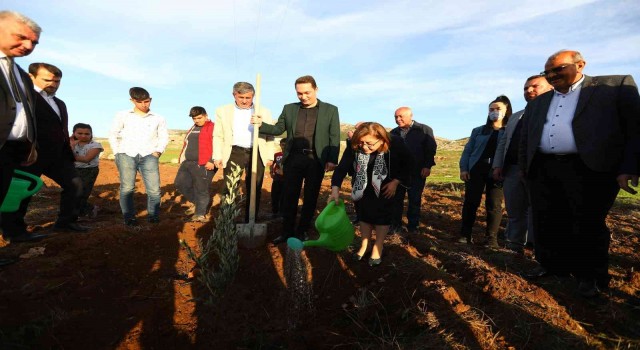 Gaziantepte 75 bin zeytin fidanının dağıtımına başlandı