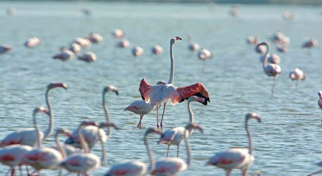 Gediz Deltası Birding Places ağına dahil oldu