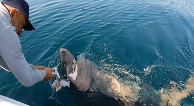 Geliboluda nefes kesen köpek balığı avı