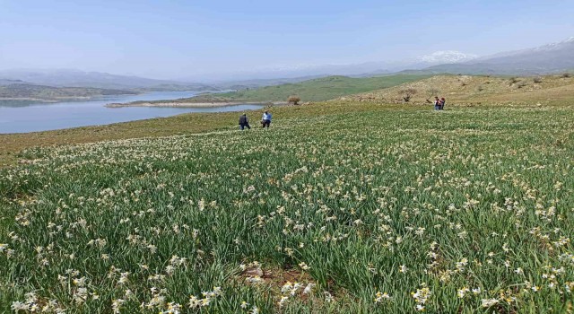 Gergerde yabani nergisler yerli turistlerin ilgi odağı oluyor