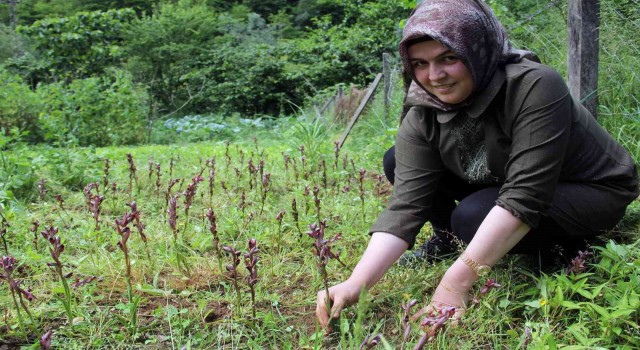Giresunda fındığa ek gelir maviyemiş ve salep üretimine hibe desteği