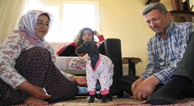 Gören şaşırdı... Tüysüz doğdu, bebek gibi bakılıyor