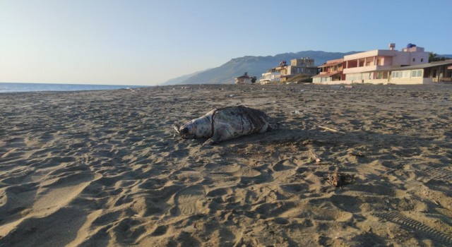 Hatay sahilinde ölü caretta caretta bulundu