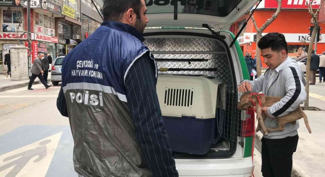HAYDİden pitbull operasyonu, cezalar peş peşe geldi