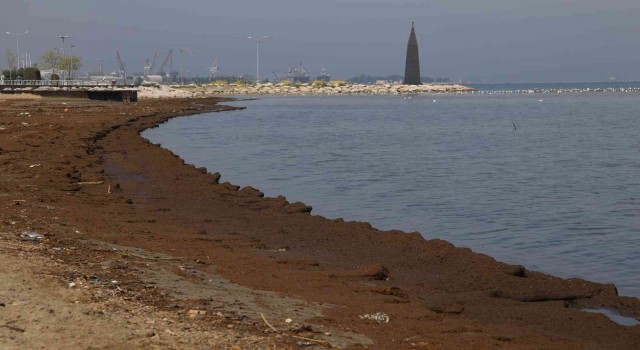 Hayvan gübresinin esir aldığı sahile martı bile uğramıyor