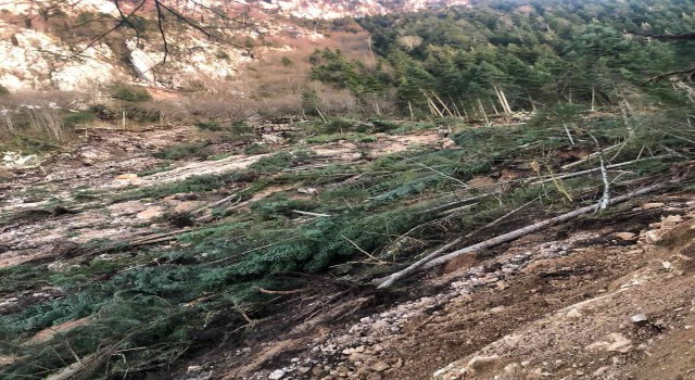 Heyelanda ağaçlar devrildi