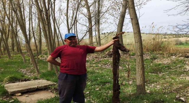 Hisarcıkta su borusunun içinden 7 metre ağaç kökü çıktı