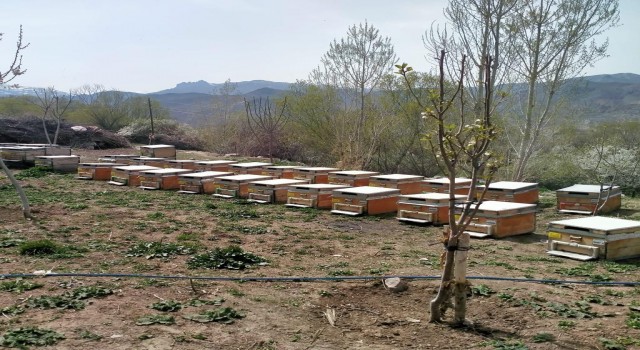 Iğdırda arı kovanı hırsızlığı: 1 kişi tutuklandı