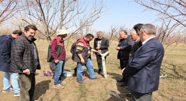 Iğdırda meyve ağaçlarında aşı ve budama eğitimi