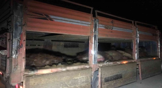 Iğdırda otomobil koyun sürüsüne daldı, 20 koyun telef oldu