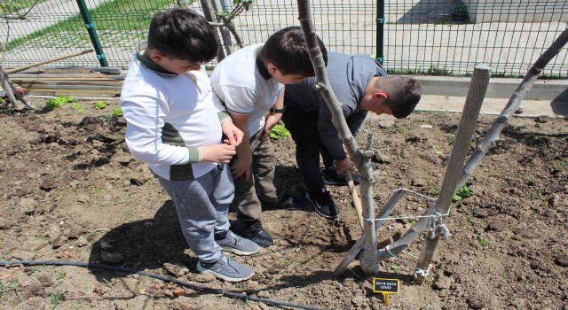 İlkokul öğrencisinden gülümseten yorum: Yetiştirdiğim domateslerden menemen yapacağım