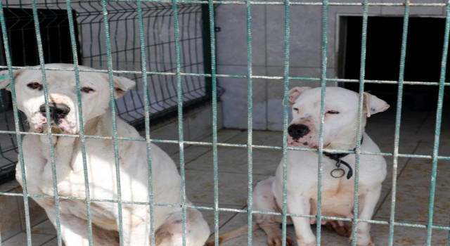 İnegöl Belediyesinden yasaklı ırk köpekler için çağrı