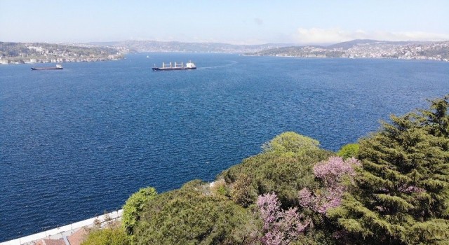 İstanbul Boğazında çiçek açan erguvanlar kartpostallık görüntüler oluşturdu
