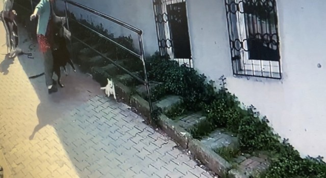 İstanbulda korku dolu pitbull saldırısı kamerada: Köpeğini parka götüren kadın dehşeti yaşadı