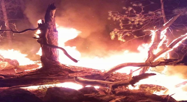 İzmirde ormanlık alanda yangın paniği