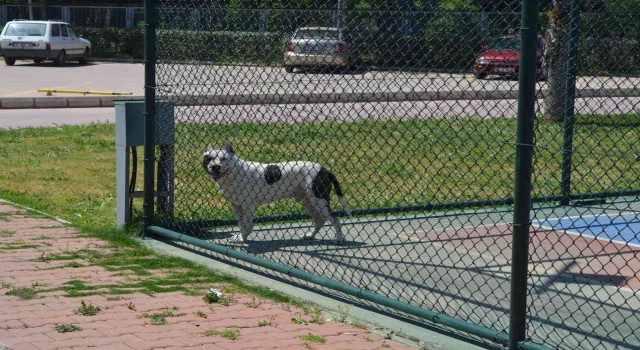 İzmirde pitbull dehşeti