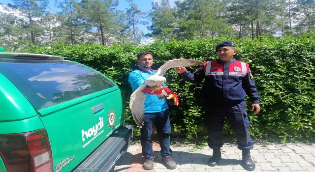 Jandarma, devriyede bulduğu kör ve uçamaz haldeki martıyı tedavi ettirdi
