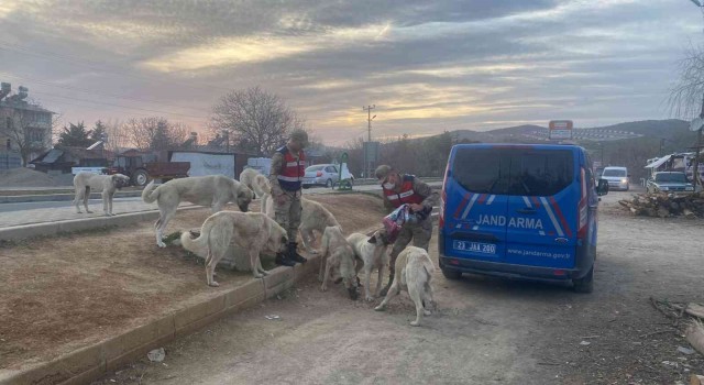 Jandarma, Ramazan ayında da sokak hayvanlarını yalnız bırakmadı