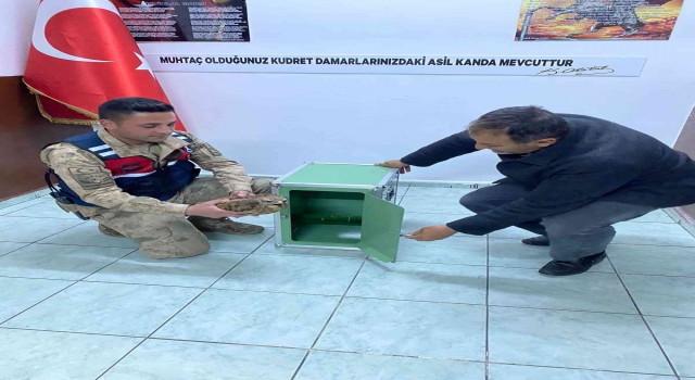 Jandarmanın yaralı bulduğu kızıl şahin tedaviye alındı