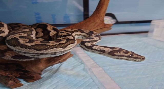 Japonyada kaybolan piton sahibinin aracında bulundu