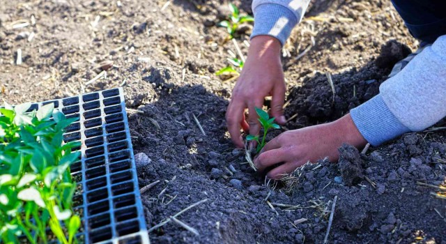 Kahramanmaraşta çiftçilere biber fidesi