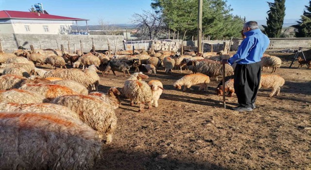 Kahramanmaraşta küçükbaş hayvan nüfusuna 250 bin yavru dahil oldu