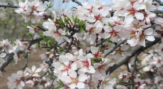 Kahtada Nemrut Badem Çiçeği Festivali düzenlendi