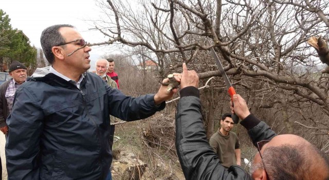 Karabükte yetiştirilecek fıstık, köylüler için gelir kaynağı olacak