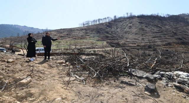 Karacasuda yanan ormanlık alanları yeşillendirme çalışmaları devam ediyor