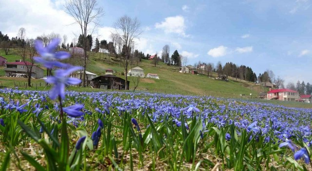 Karlar eridi, Mor Yaylanın Mavi Yıldız çiçekleri kendini gösterdi