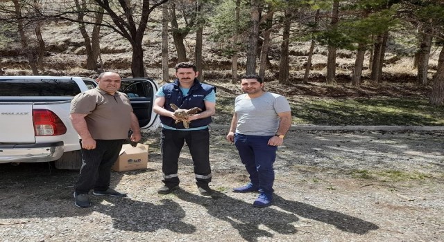 Karsta yaralı şahin tedavi altına alındı